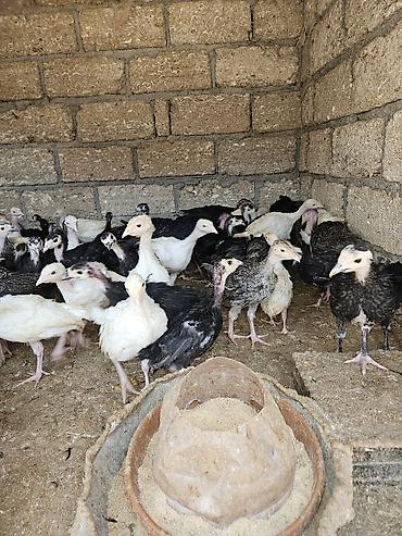 bulbul quşu satışı: Salam amerkan bronz temiz qan bunlarin erkeyi 16 kq uacan et yiga — 4
