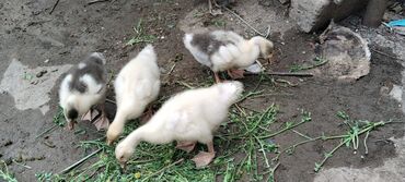 cücə və xoruz: Linda Kuban qarışığı qaz balaları.1ayliqdir.4u birlikdə 50 manat