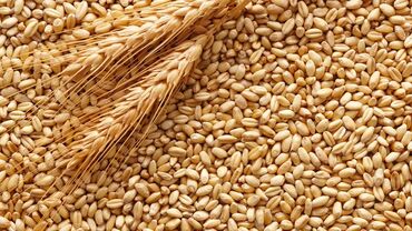кунажын бишкек: Пшеница
