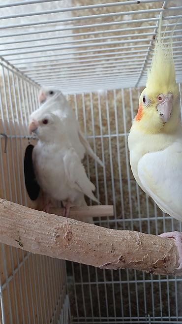 ağ heyratı: Ağ rəngli korella balaları. 6 ayin balalaridi qiymət cütünə — 6
