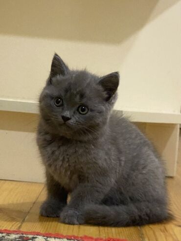 Pişiklər: Şotland yastı qulaq, Ünvandan götürmə, Pulsuz çatdırılma, Ödənişli çatdırılma -da lalafo.az — 8 Pişiklər: Şotland yastı qulaq, Ünvandan götürmə, Pulsuz çatdırılma, Ödənişli çatdırılma — 8