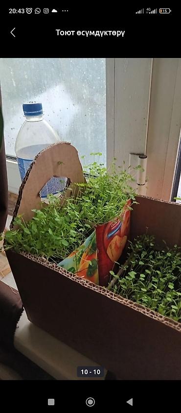 Люцерна: Люцерна at lalafo.kg — 2 Люцерна: Люцерна — 2