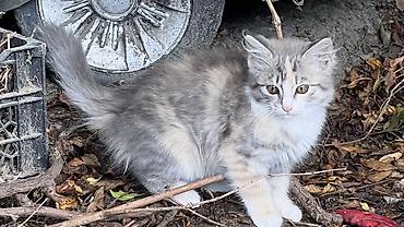 pisi: - Növ: Pişik balası - Təxmini yaş: balaca (2 ay) - Rəng: ücrəngli — 1