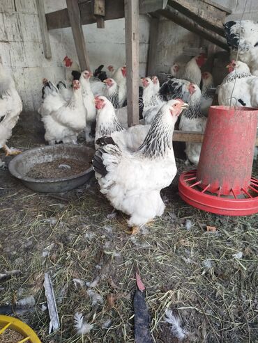 кальций для животных: Продаю | Цыплята | Брама