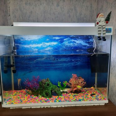 akvarium hava: Dördbucaq akvarium, Balıqlarla birlikdə, 80 l, Ünvandan götürmə