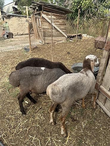 Продам с/х животных: Продаю | Баран (самец) | Полукровка — 1