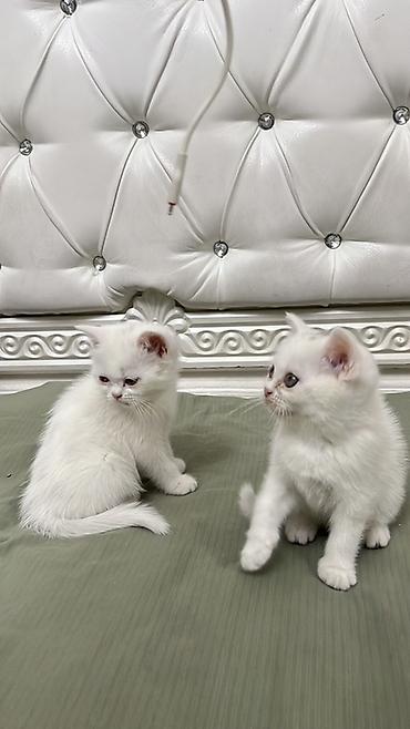 Продажа кошек: Скотиш Страйт (Шотландская прямоухая), 2 месяца, Девочка, Белый, Приучена к лотку — 5