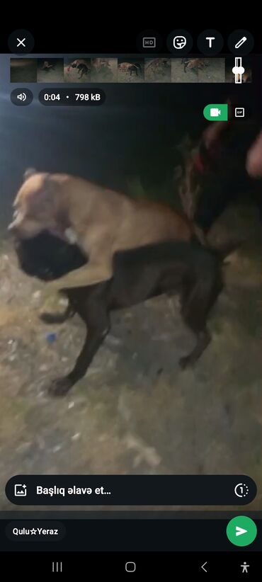 pit bull: Pitbul, 2 il, Erkek, Peyvəndli