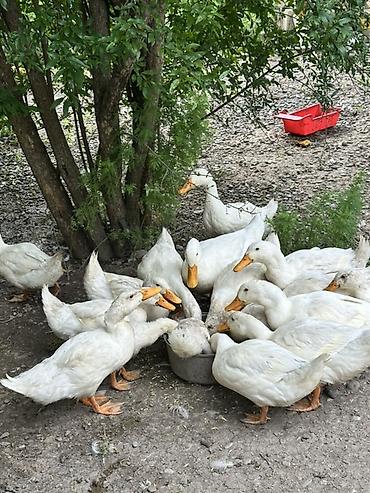 qasqaldaq eti: Ağ Pekin ördəkləri və təzə kəsilmiş ördək əti - Cins: Ağ Pekin — 3