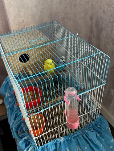 Bülbüllər: 1 cut vistivka ve cut valnis papuqay hazir cavan cutlerdi — 10