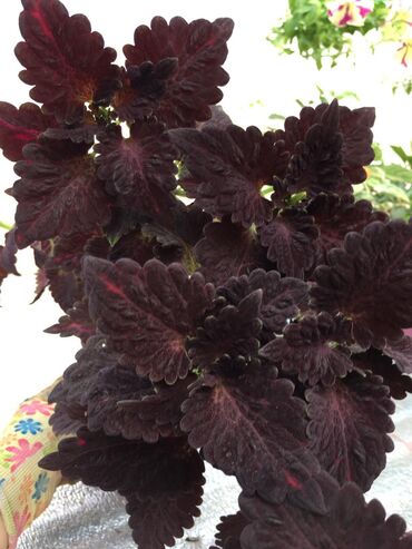 Другие виды семян и саженцев: Колеусы есть в стаканчиках и большие — 7