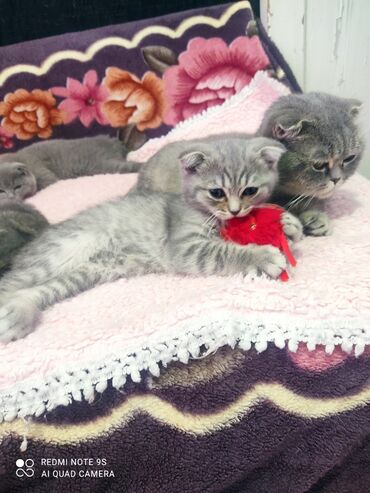 Pişiklər: Şotland, Erkək, Ünvandan götürmə — 6