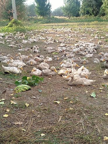 Утки для разведения/откорма - Порода/тип: домашние мясо-яичные утки
