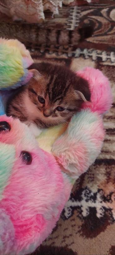 cat ruletka: Qızıl şinşilla, Yaxşı əllərə, Ünvandan götürmə, Pulsuz çatdırılma, Ödənişli çatdırılma — 2