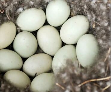 Yumurta: Ördək yumurtasi satılır kuban ördeyidi Hamısı mayalidi tezedi