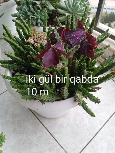 Otaq bitkiləri: Sukulənlər – müxtəlif növlər birbaşa qabda - Qab 1: Eyni qabda iki — 1