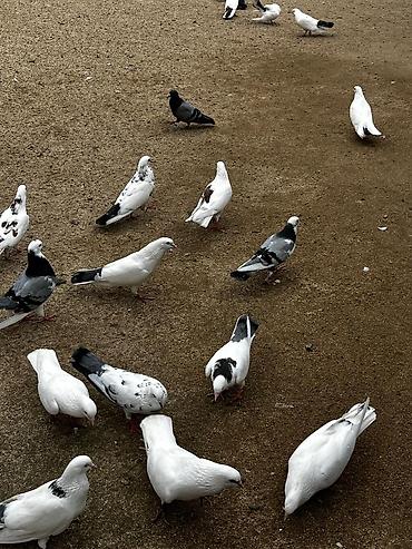ağ quyruqlar: Ev göyərçinləri – dekorativ və uçuş üçün - Növ: müxtəlif dekorativ və — 3