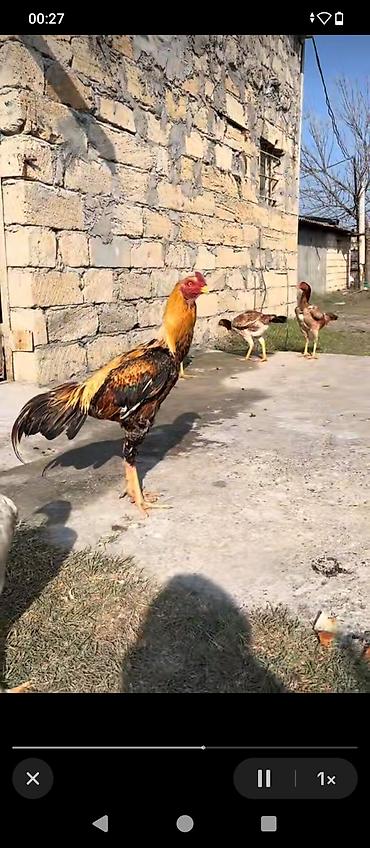 heyrati barter: Xoruz, Heyratı, il: 1, Ödənişli çatdırılma — 3