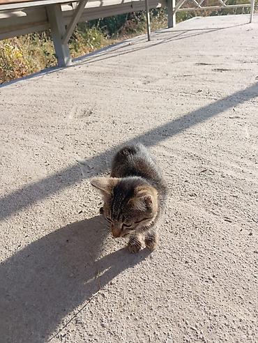 Котёнок, полосатый табби Описание: - Пол: кошка - Окрас: классический at lalafo.kg Котёнок, полосатый табби Описание: - Пол: кошка - Окрас: классический