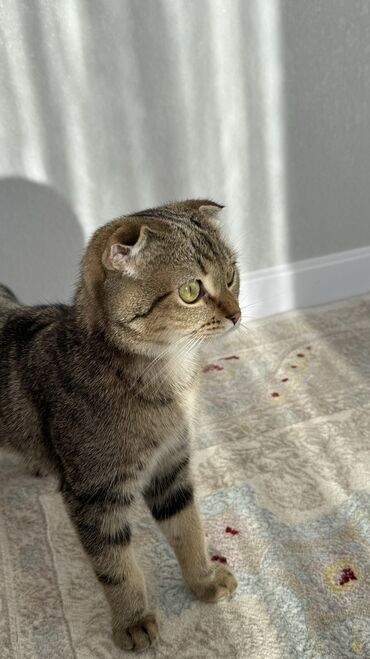 купить вислоухий кот: Шотландская вислоухая,кот спокойный,добрый, цена 10. Миң сом Ош фуркат