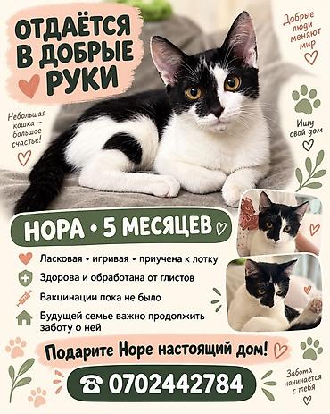 Кошка даром: Беспородная, 5 месяцев, Девочка, Приучена к лотку at lalafo.kg Кошка даром: Беспородная, 5 месяцев, Девочка, Приучена к лотку