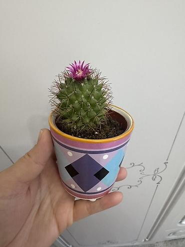 Замиокулькас (Долларовое дерево): Комнатные растения в горшках (на выбор): 1) Замиокулькас (Zamioculcas — 4