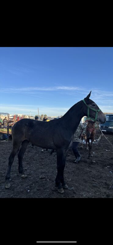 Лошади, кони: Продаю | Жеребенок | Конный спорт | Осеменитель