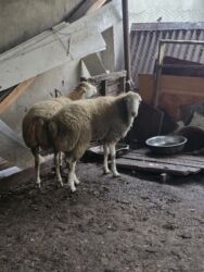 heyvan bazari inekler: Super damazlıq heyvanlardi