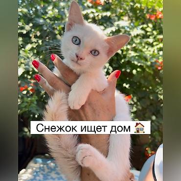 Мышык бекер берилет: Породасыз, 4 айлык, Эркек, Лотокко барууга үйрөтүлгөн, Курттардан тазаланган, Эмделген lalafo.kg да Мышык бекер берилет: Породасыз, 4 айлык, Эркек, Лотокко барууга үйрөтүлгөн, Курттардан тазаланган, Эмделген
