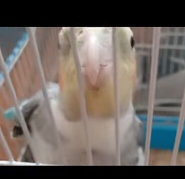 İtlər: Məhsul: KORELLA tutuquşusu (Cockatiel) Təsvir: - Ağ-boz bədən rəngi