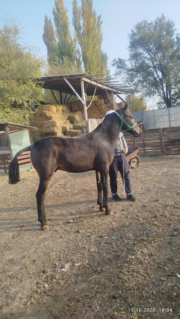 купить рабочую охотничью собаку: Продаю | Жеребенок | Рабочий