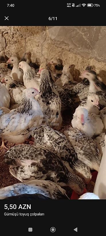 Toyuqlar: ‼️ Serebrist Colpaları Endirim olundu 2 ay yarımlığ tam sağlam — 4