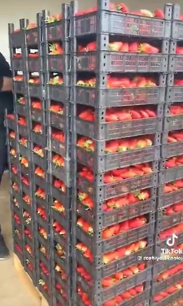 Ящики: Пластиковый Ящик — 16