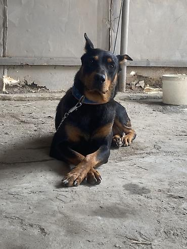 dişi doberman: Doberman, 1 il, Dişi, Peyvəndli, Ünvandan götürmə — 2