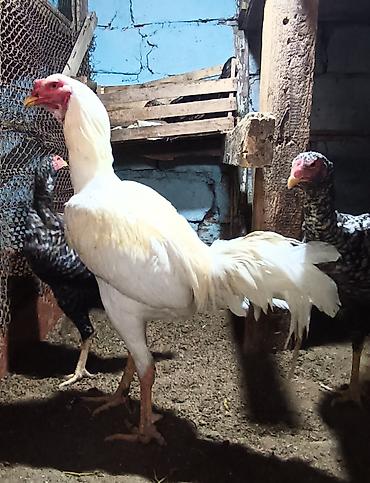 Xoruzlar: Xoruz, il: 1, Ünvandan götürmə — 6