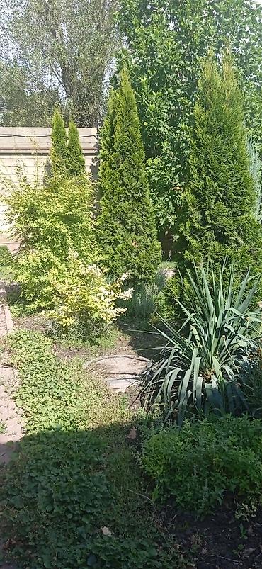 ищу дворника: Ищу работу садовника.Уход и стрижка газонов, живая изгородь и цветов — 1