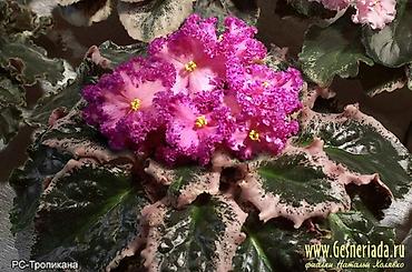 орхидеи детки: Продаю деткистартеры сортовых фиалок🌺🌿🌺. От 100сом. Есть взрослые — 5