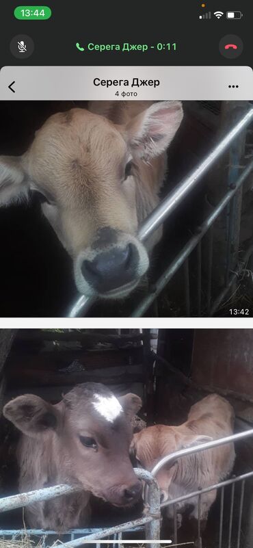 молочная корова: Продаю | Бык (самец) | Для разведения | Искусственник