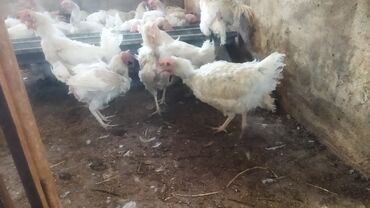 продажа домашних животных: Продаю | Куры | Для разведения