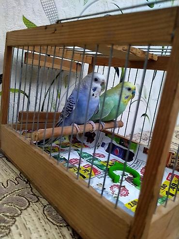 bala pitbul: Salam. Spengel cutluyu satilir. 10 ayliqdilar. Tam bala vermeye hazir — 4