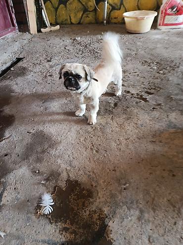 İtlər: Pekines, 1 il, Erkək, Peyvəndli, Ödənişli çatdırılma — 3