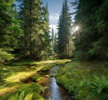 Prodaja zemljišta: 52 ares, Vlasnik — 11