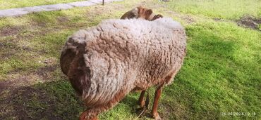 С/х животные и товары: Продаю | Овца (самка), Ягненок, Баран (самец) | Арашан