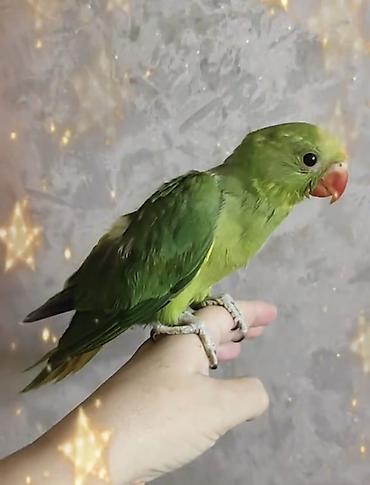bulbul quşu satışı: Yeme teze teze duwur isdeyen telessin 6 deneden cemi 3 dene qaldi — 2