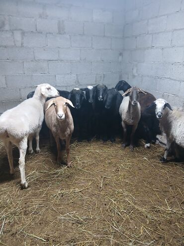 корма для сх животных: Сатам | Козу | Көбөйтүү үчүн