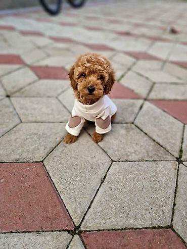 Pets & Animals: Toy pudle maleni mečići spremni za preuzimanje. Predivnih okruglih — 3