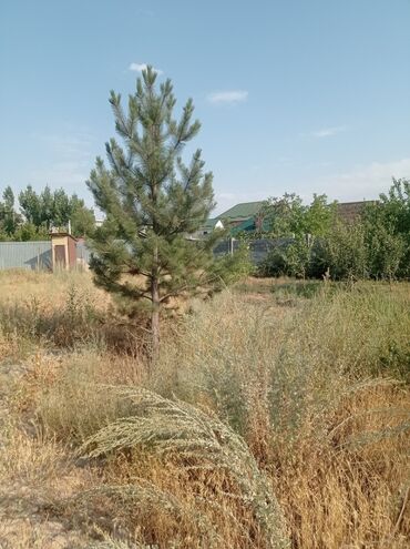 дачный участок в белеке: 4 соток, Для строительства, Красная книга