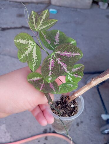 Комнатные розы: Продаю цветы все цены разные, находится в Кара Балте — 4