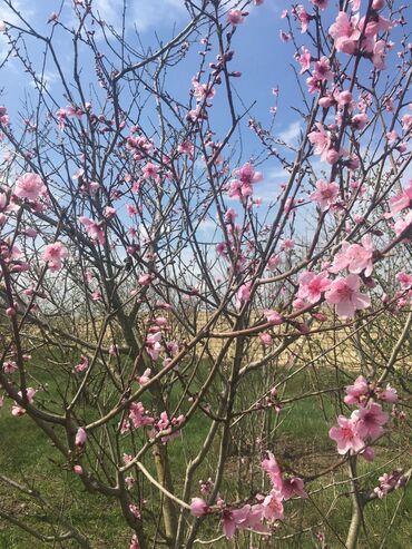 Bağ evlərinin satışı: Xudat, 80 kv. m, 8 otaq -da lalafo.az — 10 Bağ evlərinin satışı: Xudat, 80 kv. m, 8 otaq — 10