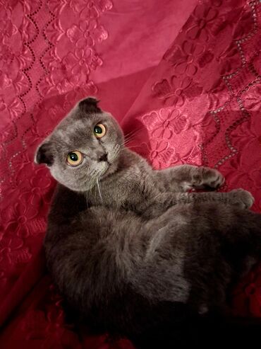 tuksuz pişik: Şotland yastı qulaq